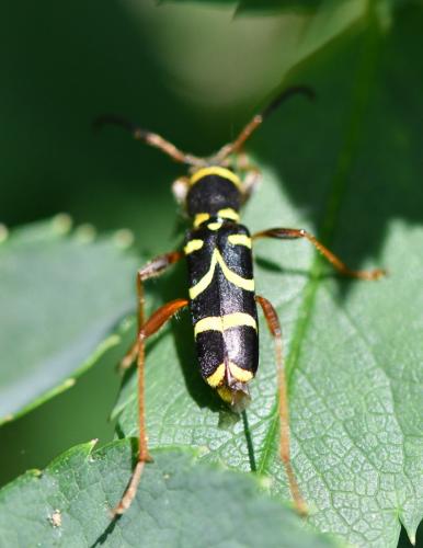 Clytus arietis